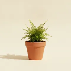Asplenium bulbiferum