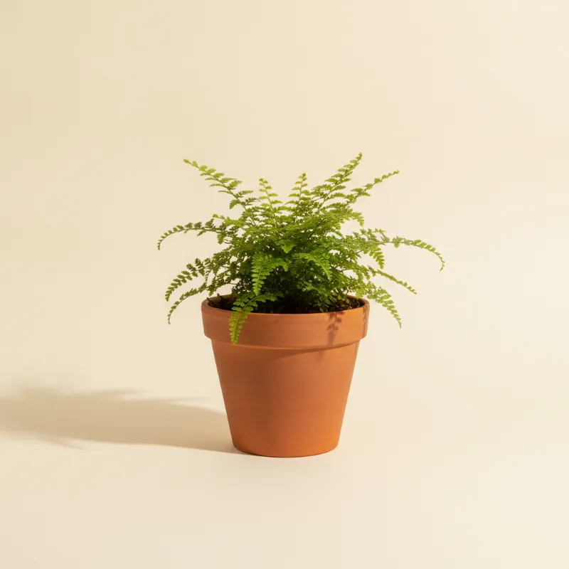 Asplenium dimorphum x difforme (illustratie)