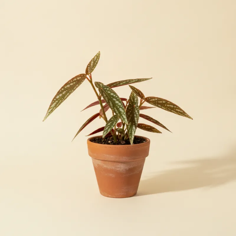 Begonia — Begonia amphioxus (illustratie)