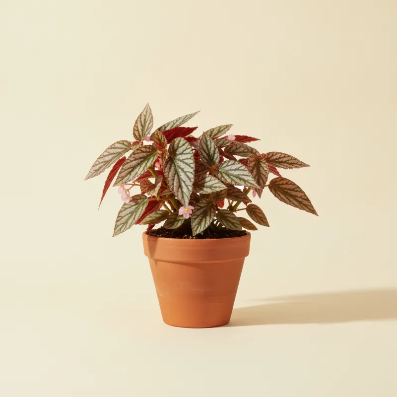 Begonia — Begonia brevirimosa (illustratie)