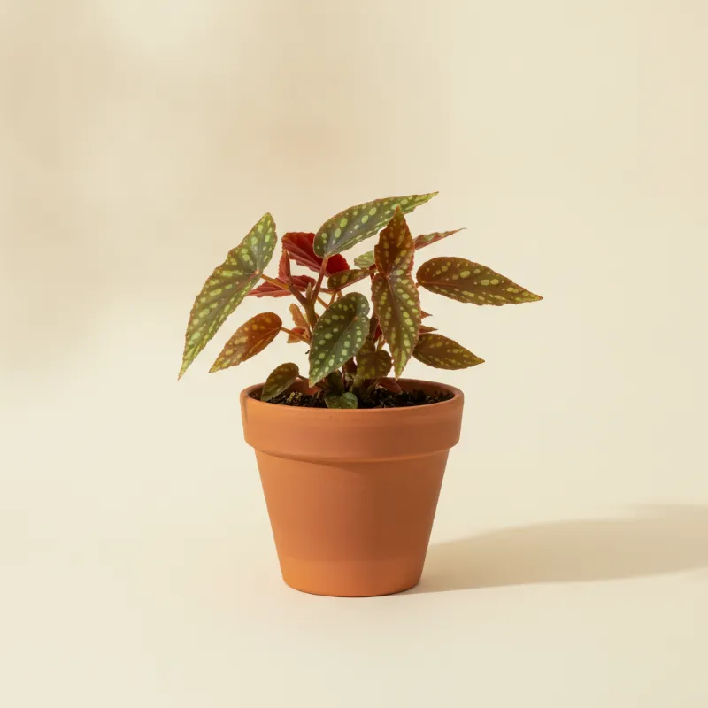 Begonia — Begonia chlorosticta (illustratie)