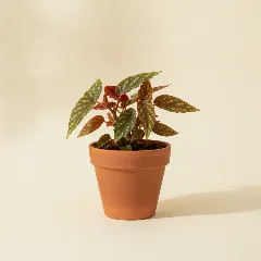 Begonia