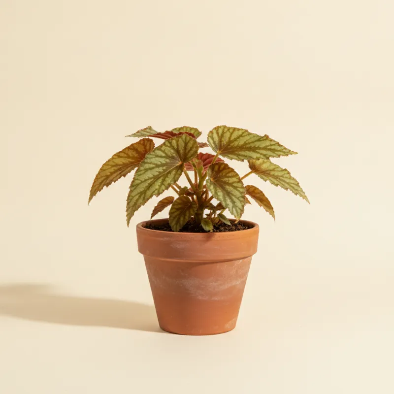 Begonia — Begonia cleopatrae (illustratie)