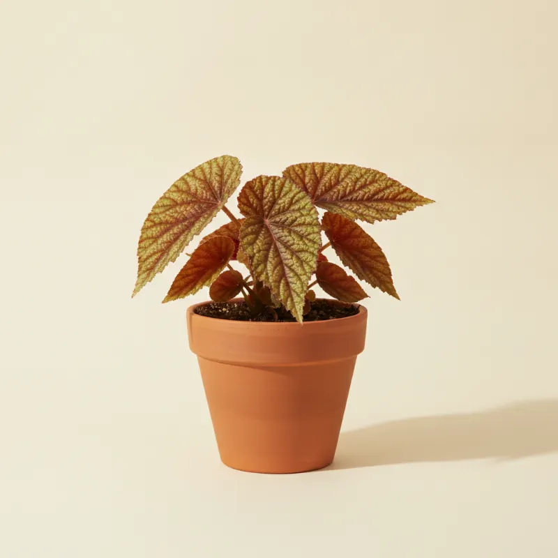 Begonia — Begonia conchifolia 'Red Ruby' (illustratie)