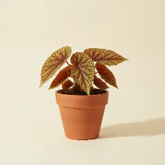 Begonia