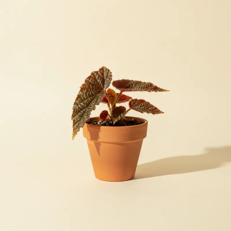 Begonia — Begonia ferox (illustratie)