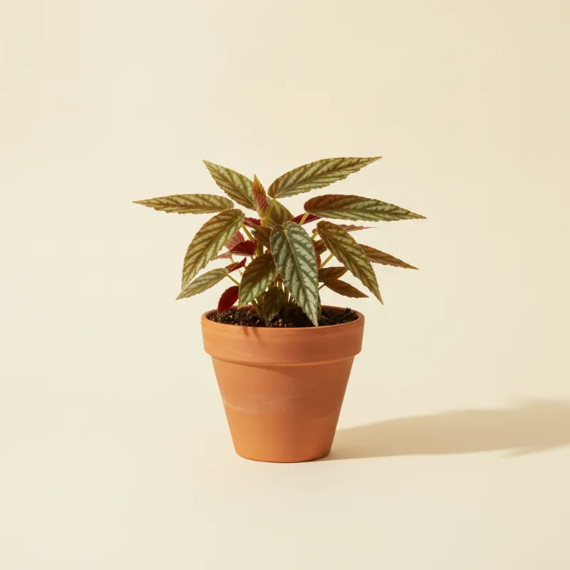 Begonia — Begonia listada (illustratie)