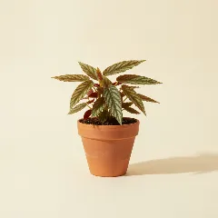 Begonia