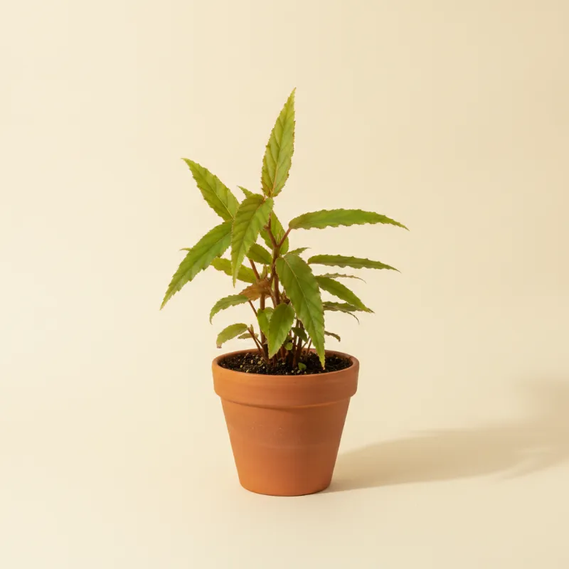 Begonia — Begonia luxurians (illustratie)