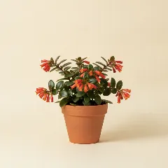 Lipstickplant