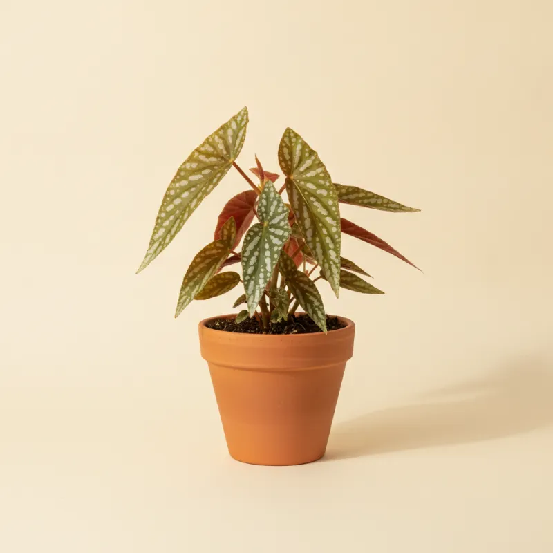 Begonia — Begonia maculata 'Wightii' (illustratie)
