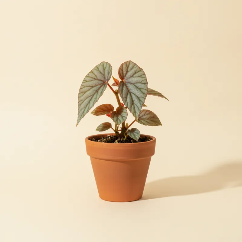 Begonia — Begonia pavonina (illustratie)