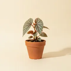 Begonia