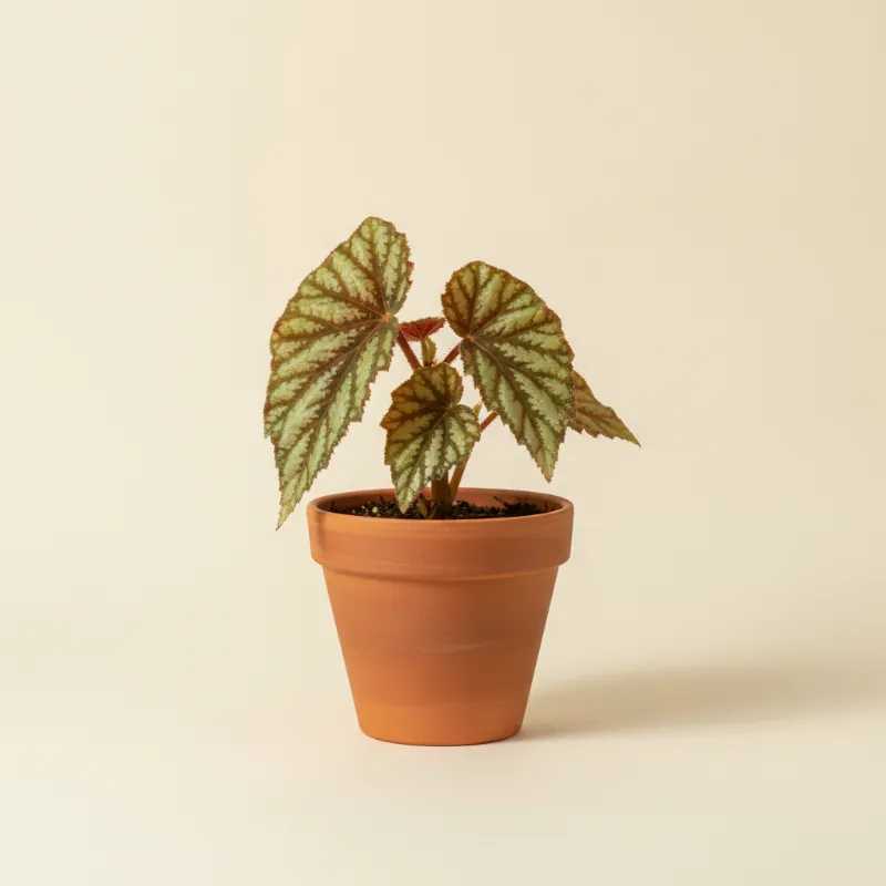 Begonia — Begonia soli-mutata (illustratie)