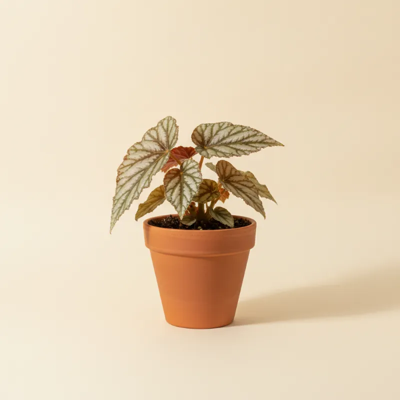 Begonia — Begonia sizemoreae (illustratie)