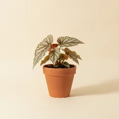Begonia