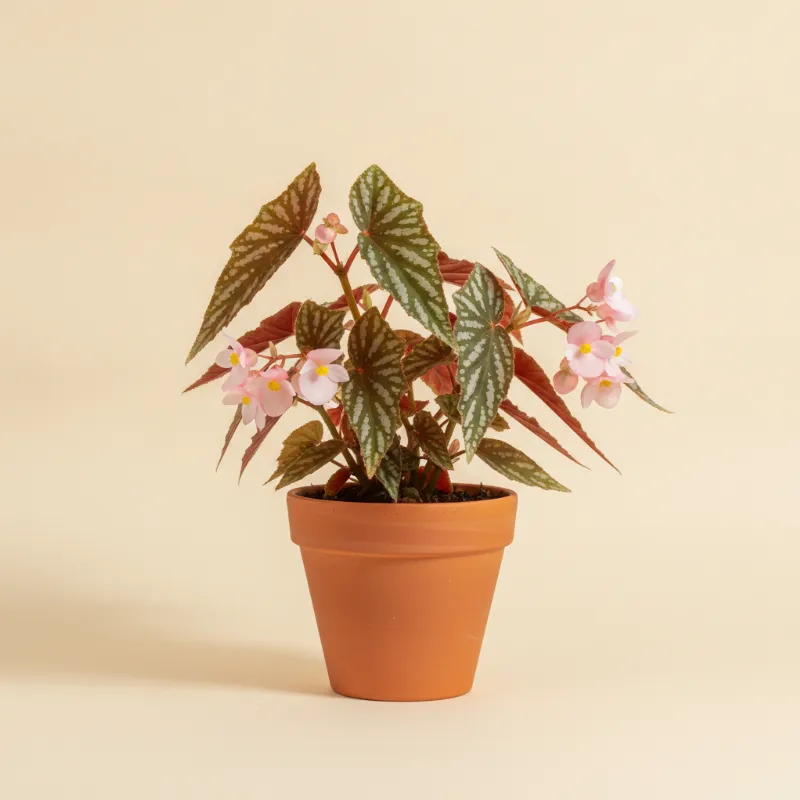 Begonia — Begonia 'Benigo Pink' (illustratie)