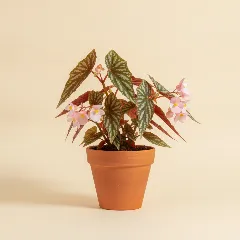 Begonia