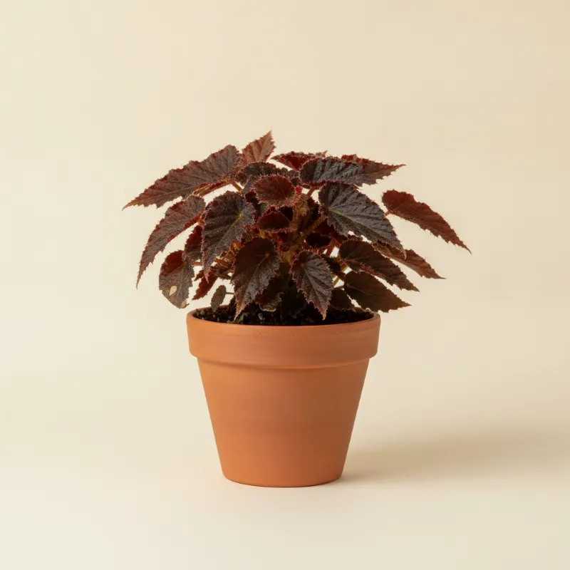 Begonia — Begonia 'Black Fang' (illustratie)