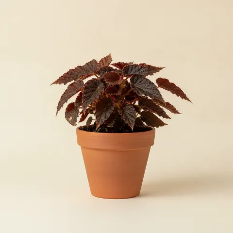 Begonia β Begonia 'Black Fang' (illustratie)