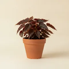 Begonia