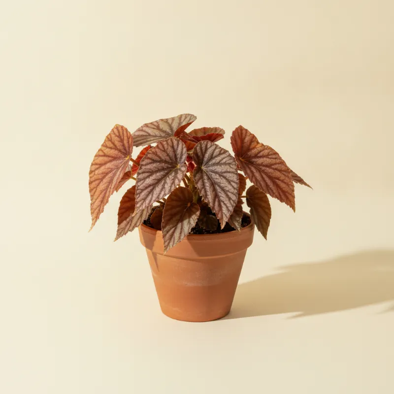 Begonia — Begonia 'Evening Glow' (illustratie)