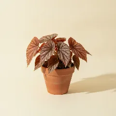 Begonia