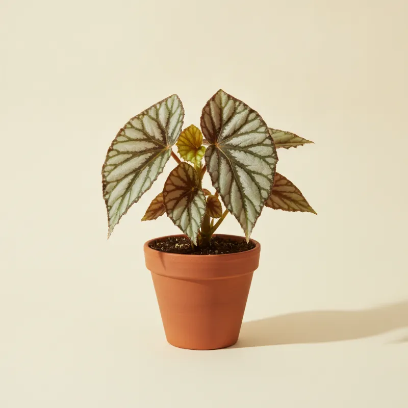 Begonia — Begonia 'Fedor' (illustratie)