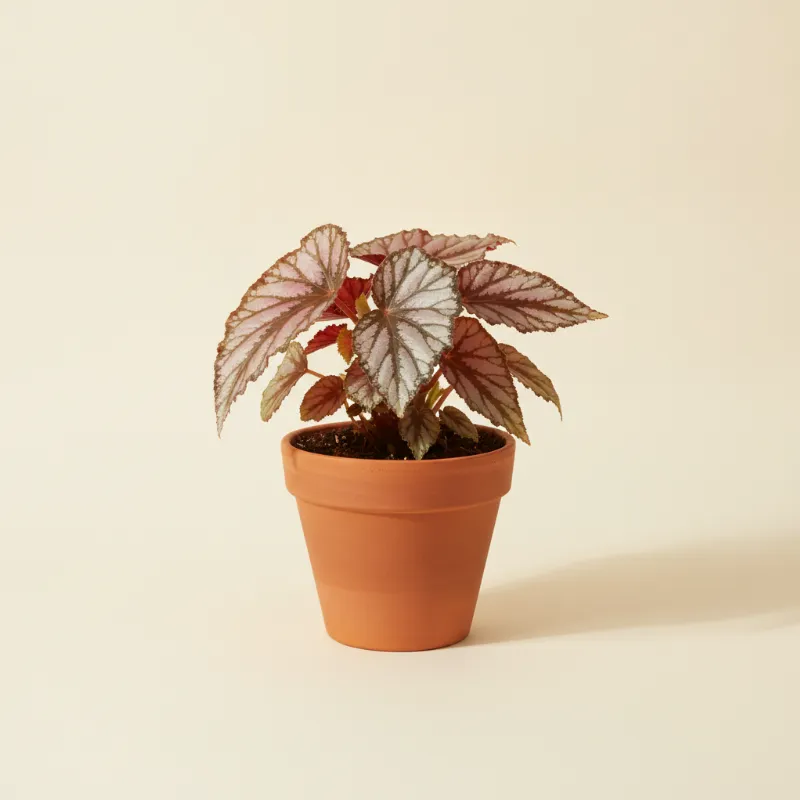 Begonia — Begonia 'Fireworks' (illustratie)