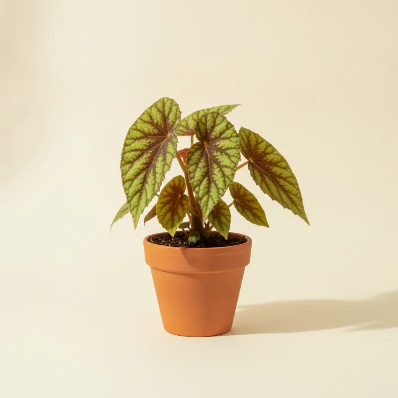 Begonia — Begonia 'Iron Cross' (illustratie)