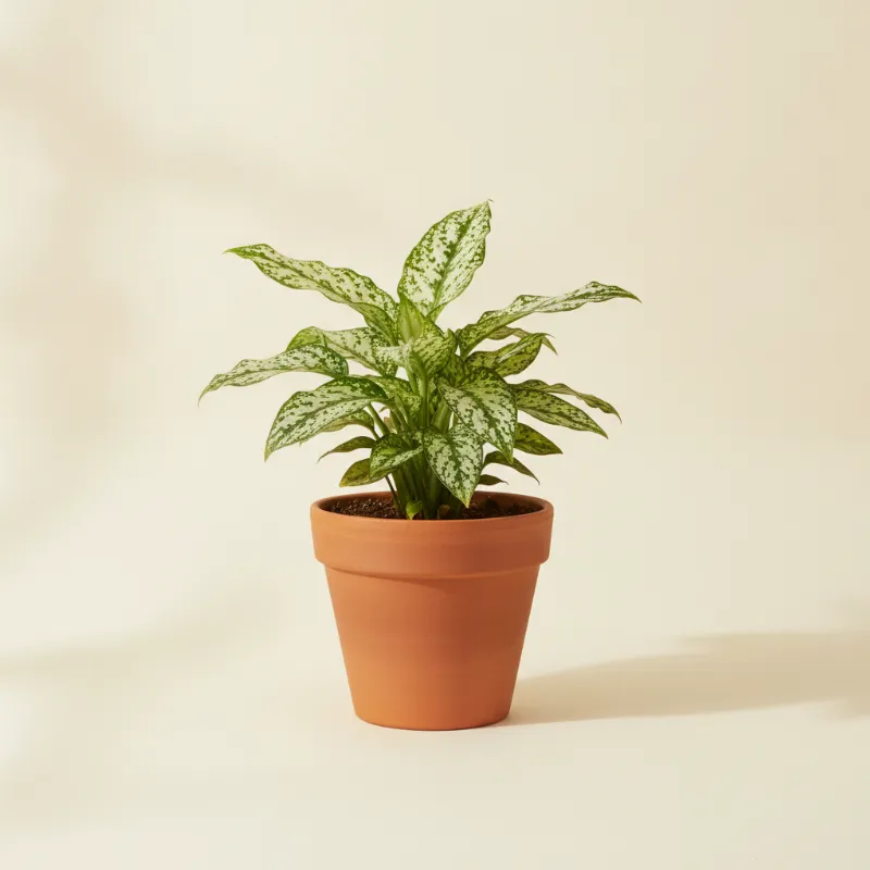 Kwartjesplant — Aspidistra elatior 'Milky Way' (illustratie)
