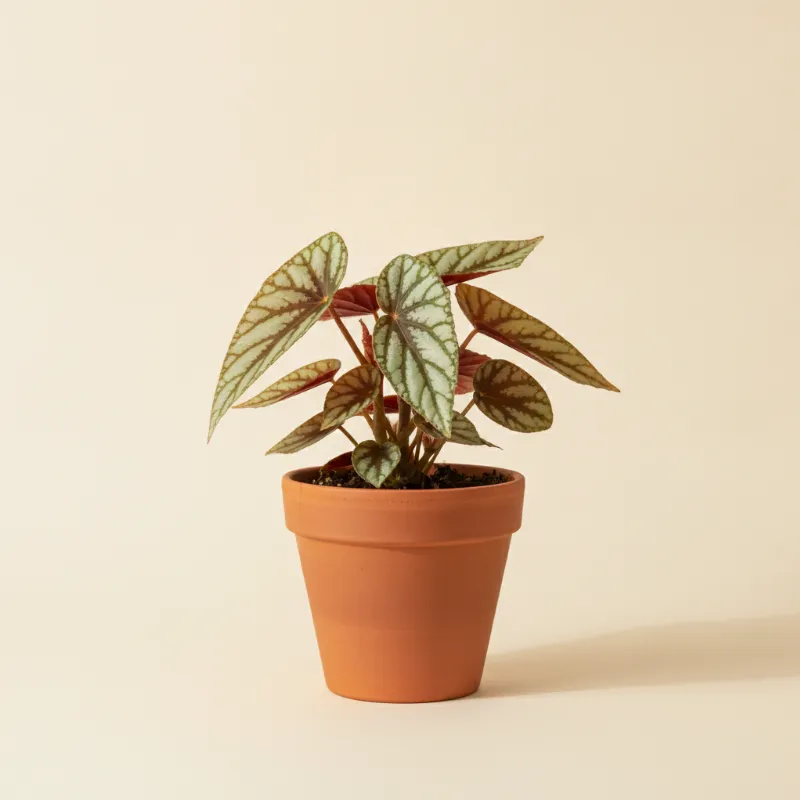 Begonia — Begonia 'Looking Glass' (illustratie)