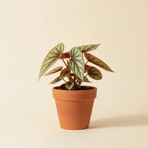 Begonia β Begonia 'Looking Glass' (illustratie)