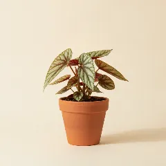 Begonia