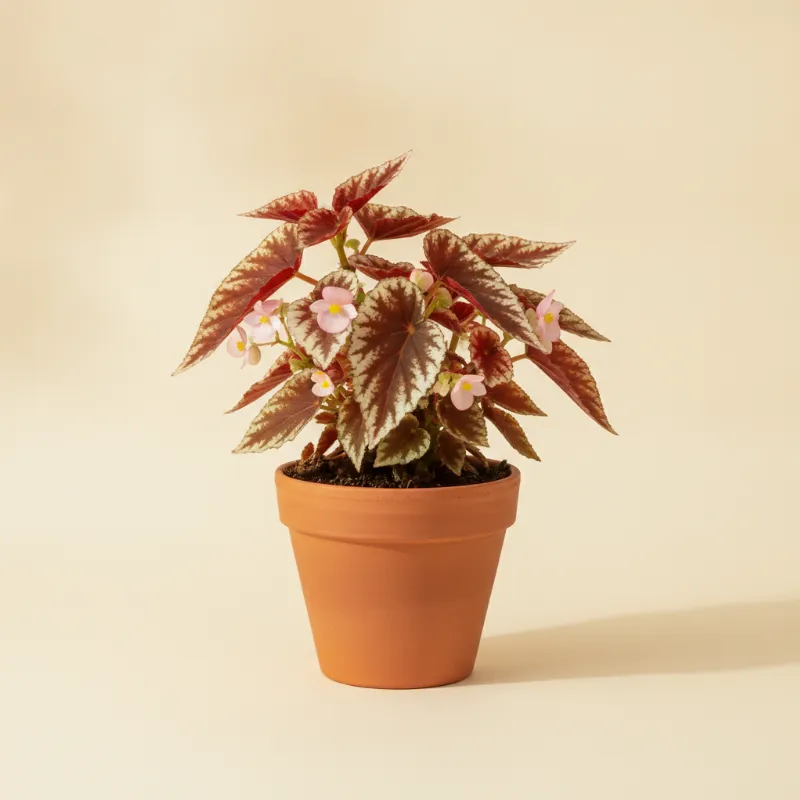 Begonia — Begonia 'Merry Christmas' (illustratie)