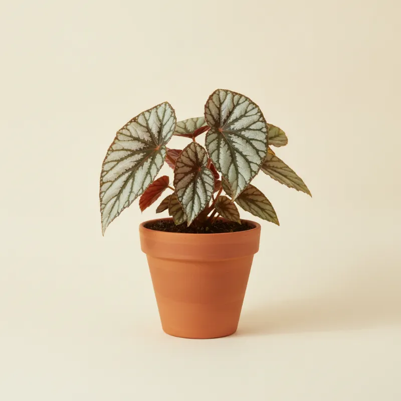 Begonia — Begonia 'Silver Jewel' (illustratie)