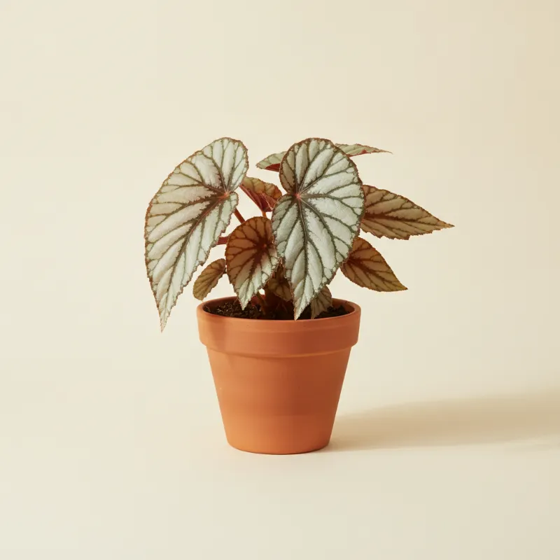 Begonia — Begonia 'Silver Limbo' (illustratie)