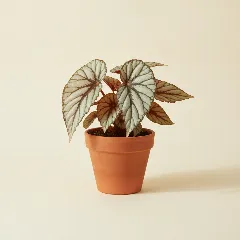 Begonia