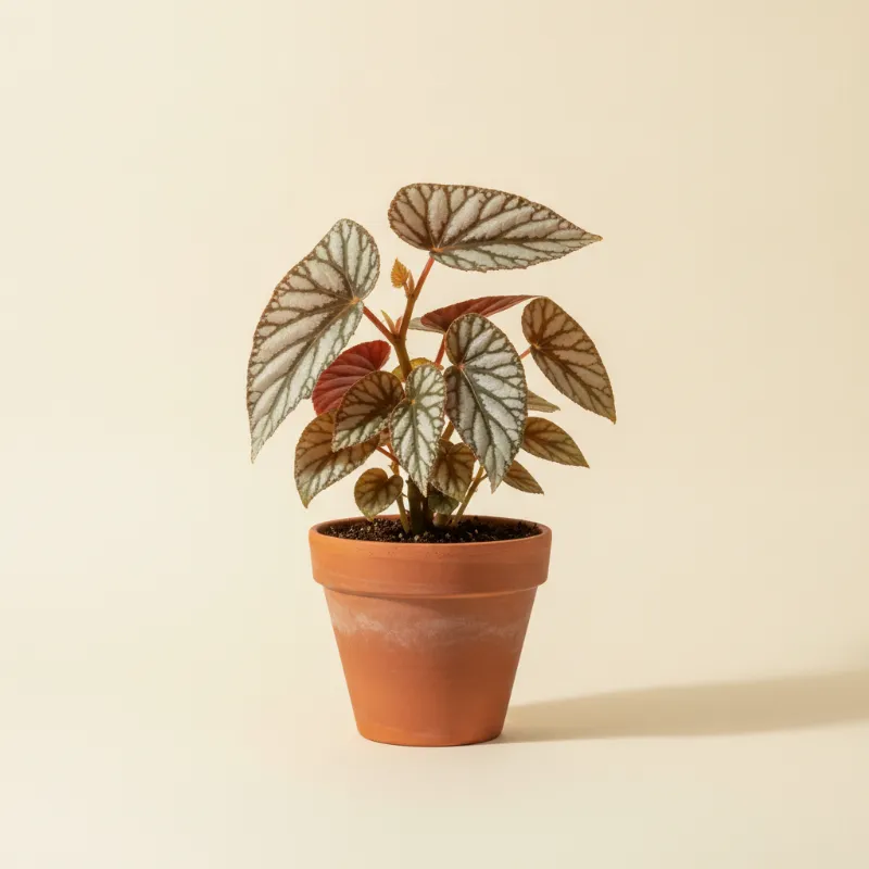 Begonia — Begonia 'Silver Spirit' (illustratie)