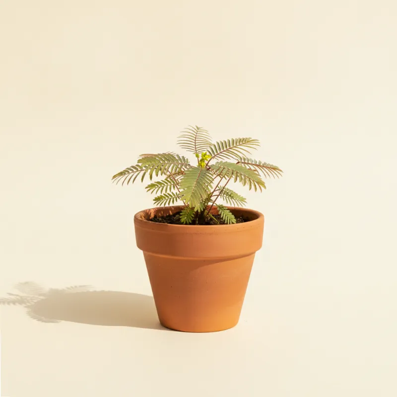 Biophytum sensitivum (illustratie)