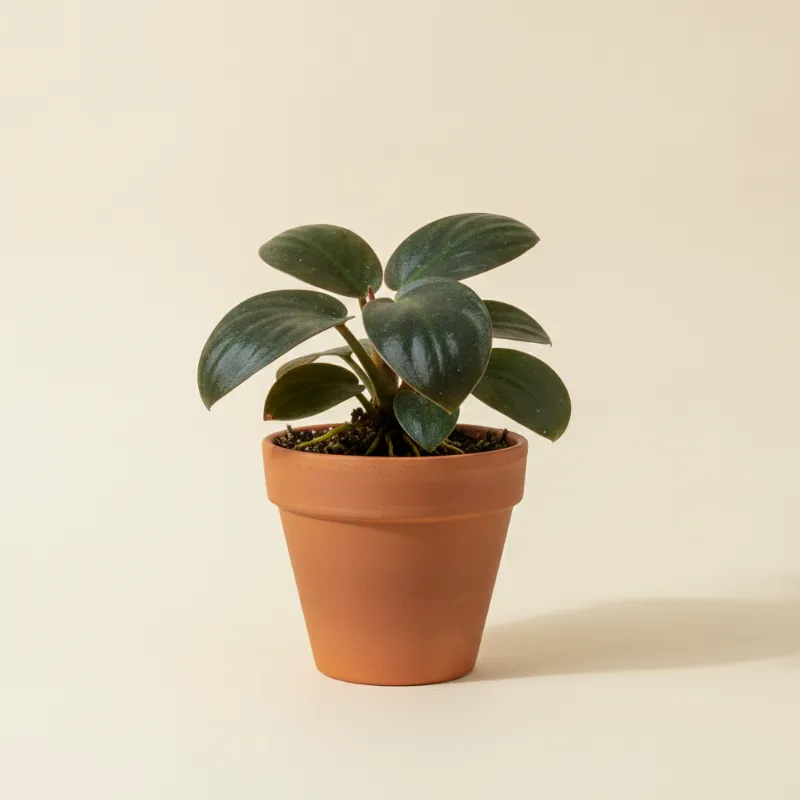 Bucephalandra brownie (illustratie)