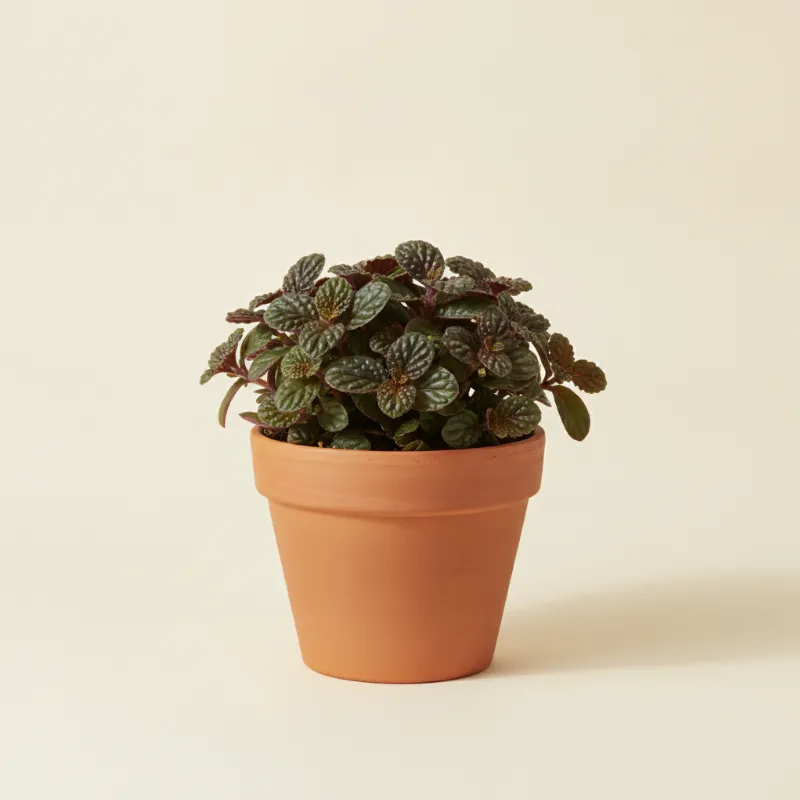 Bucephalandra kedagang (illustratie)