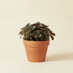 Bucephalandra kedagang