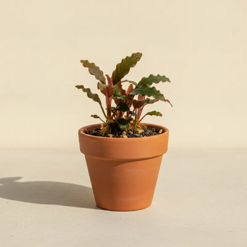 Bucephalandra lamandau (illustratie)