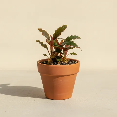 Bucephalandra lamandau (illustratie)