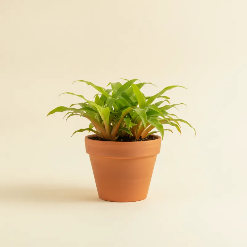 Graslelie — Chlorophytum orchidastrum 'Green Orange' (illustratie)