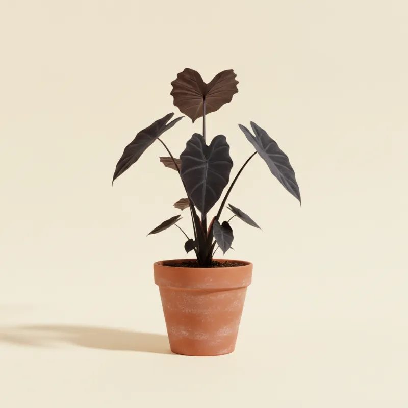 Taro — Colocasia esculenta 'Black Magic' (illustratie)