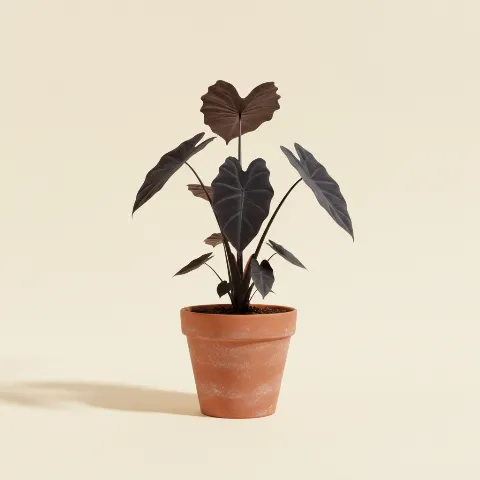 Colocasia (taro)