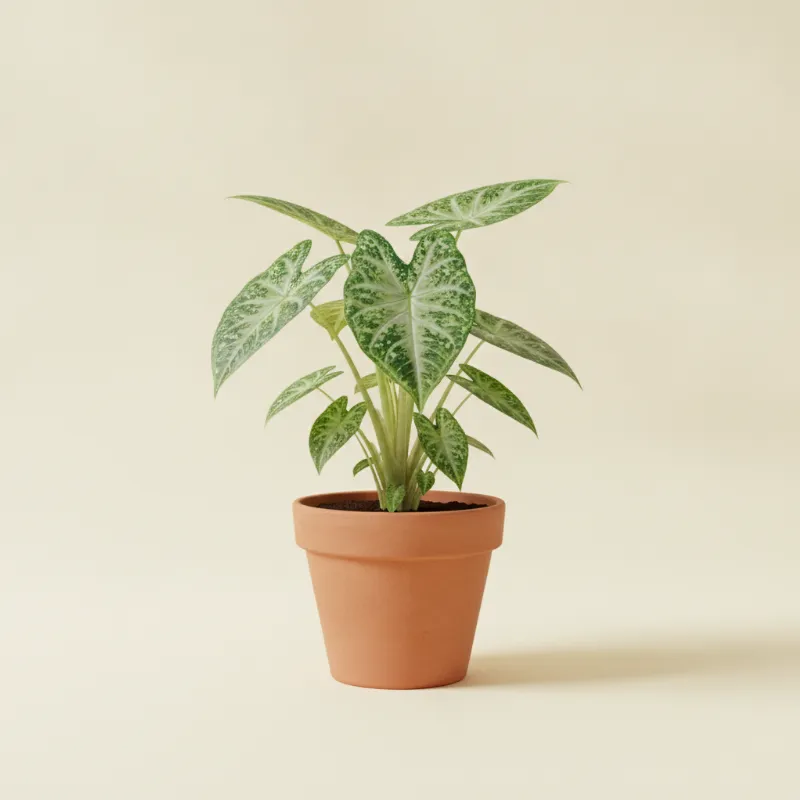 Taro — Colocasia esculenta 'Mojito' (illustratie)