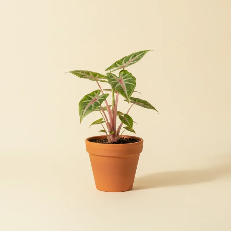 Taro — Colocasia esculenta 'Pink China' (illustratie)